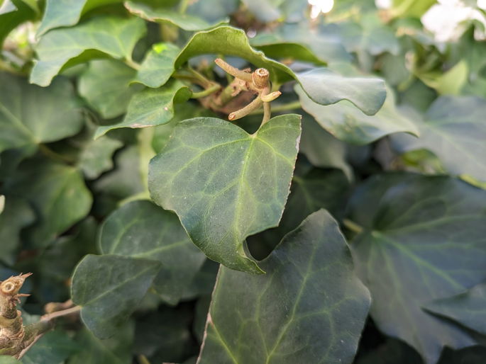 Fotografia captada pelo Pixel 7a