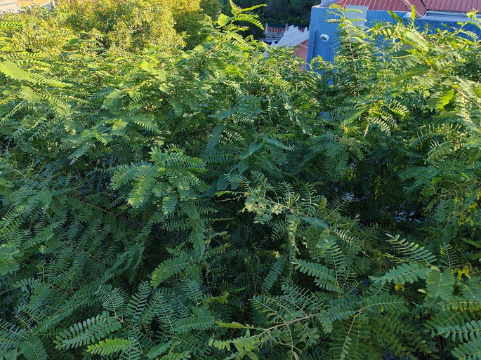 Fotografia captada com a câmara principal do Honor Magic Vs