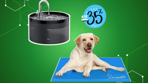 2 gadgets que vão refrescar o teu patudo por menos de 25 € na Amazon!
