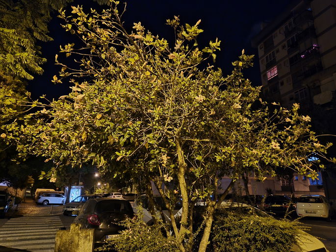 Foto captada com modo noturno