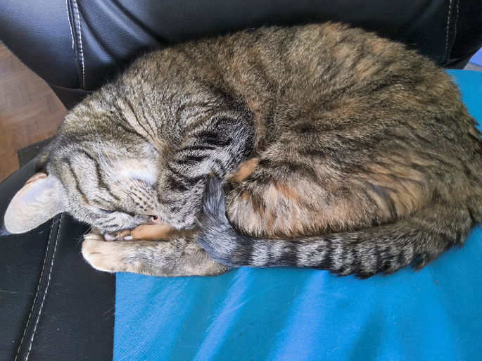 Foto de um gato