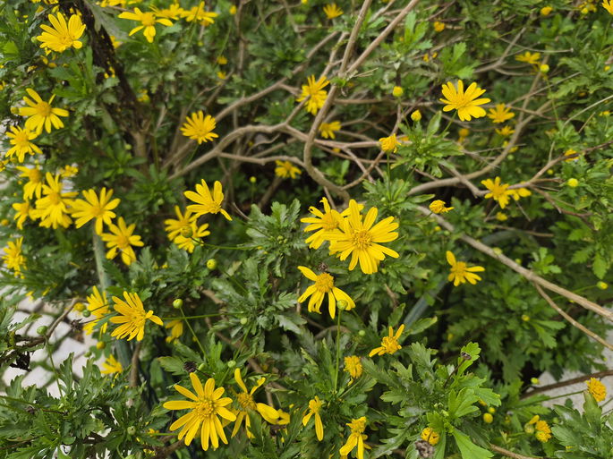 Samsung Galaxy S25 FE sensor principal flores amarelas