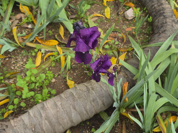 Samsung Galaxy S25 FE sensor ultra grande angular