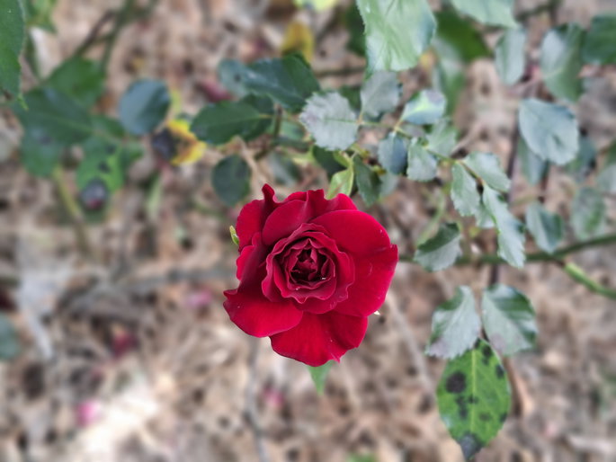 Foto de rosa