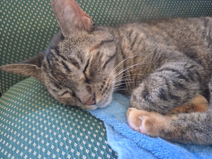 Foto de gato