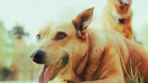 O erro matemático que todos os donos de cães fazem sem saber. Diz a Ciência