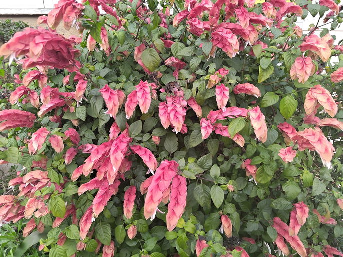 foto arbusto com flores