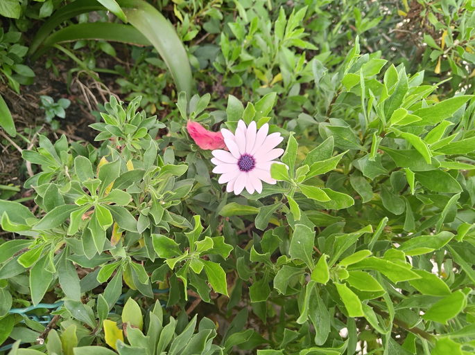 foto malmequer
