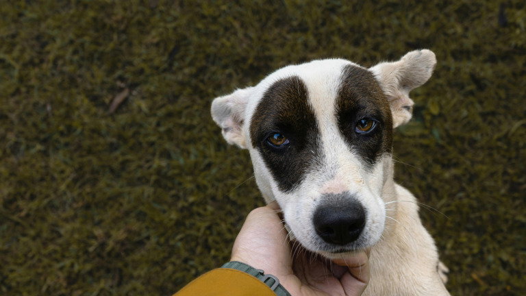 Cães adoram seres humanos e esta é a explicação: diz estudo científico