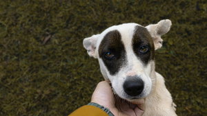 Cães adoram seres humanos e esta é a explicação: diz estudo científico