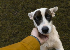 Cães adoram seres humanos e esta é a explicação: diz estudo científico