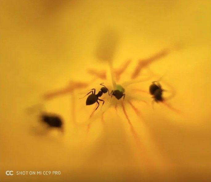 Fotografia macro tirada pelo Xiaomi Mi CC9 Pro (Mi Note 10)