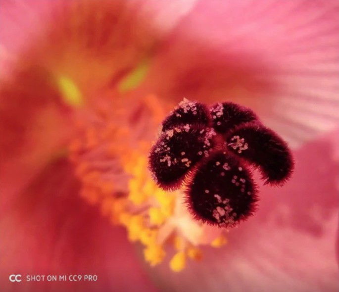 Fotografia macro tirada pelo Xiaomi Mi CC9 Pro (Mi Note 10)