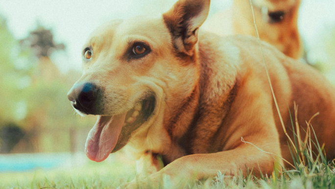 Cães