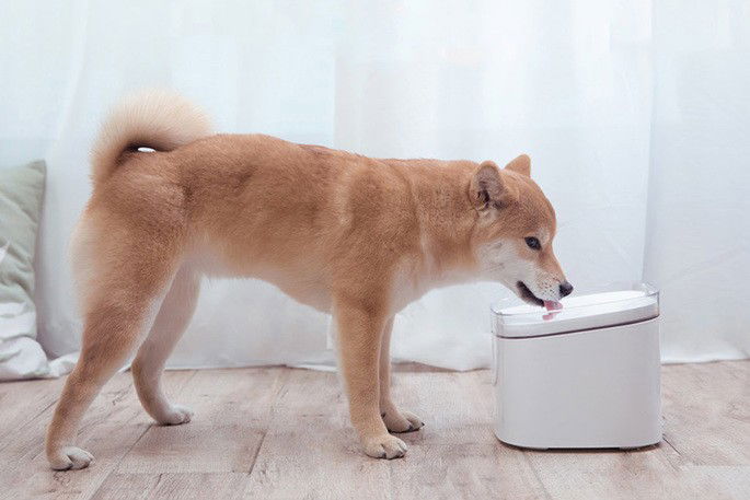 Dispensador de água da Xiaomi para gatos e cães