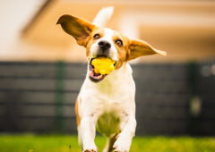 Do GPS ao lançador de bolas: 6 gadgets que vão mudar a vida do teu cão