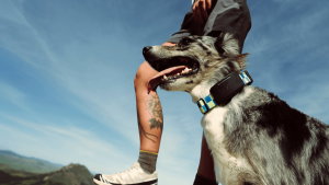 Esta nova coleira consegue encontrar o teu cão mesmo onde não há rede