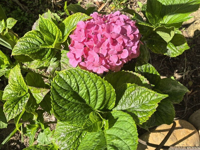foto flor