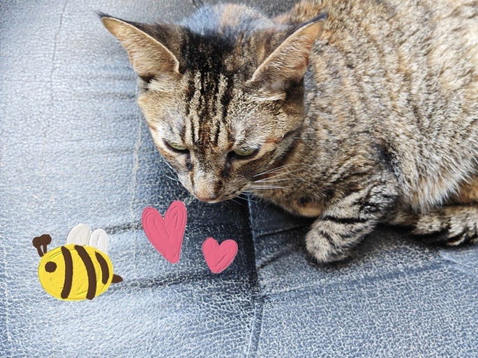 foto gato