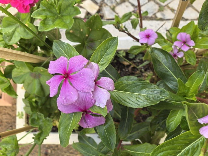 foto flores