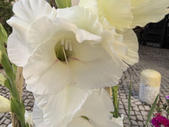 foto interior da flor