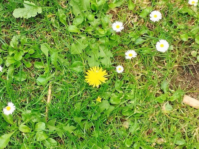 Foto de malmequer captada pelo Redmi Note 12 5G