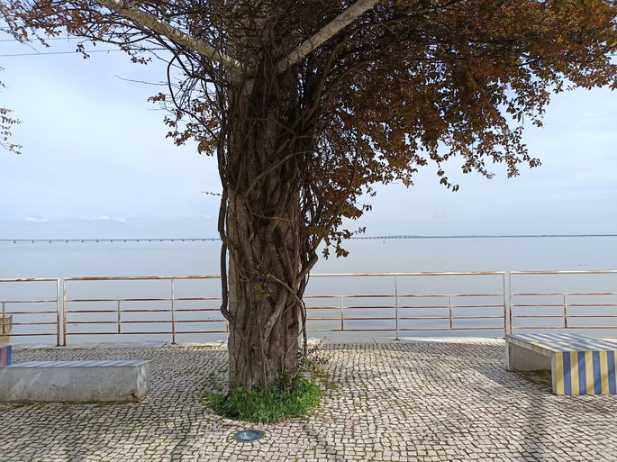 Câmara principal