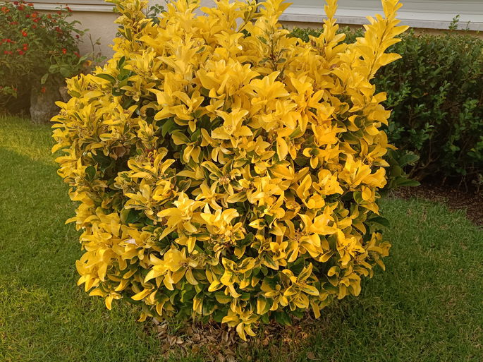 Arbusto amarelo