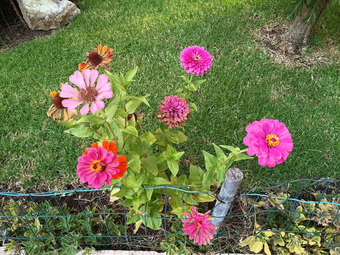 Foto de flores