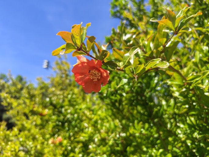 Foto de flor vermelha