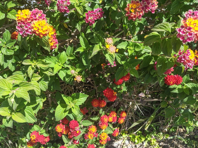 Imagem de flores coloridas