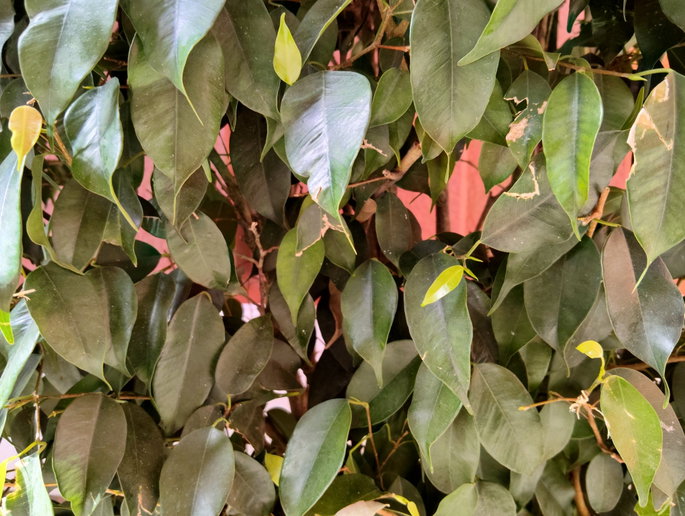 Redmi Note 17 Pro foto arbusto