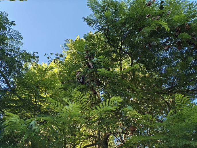 imagem de jardim