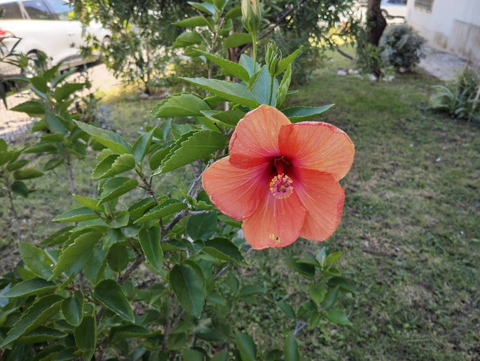 Flor foto