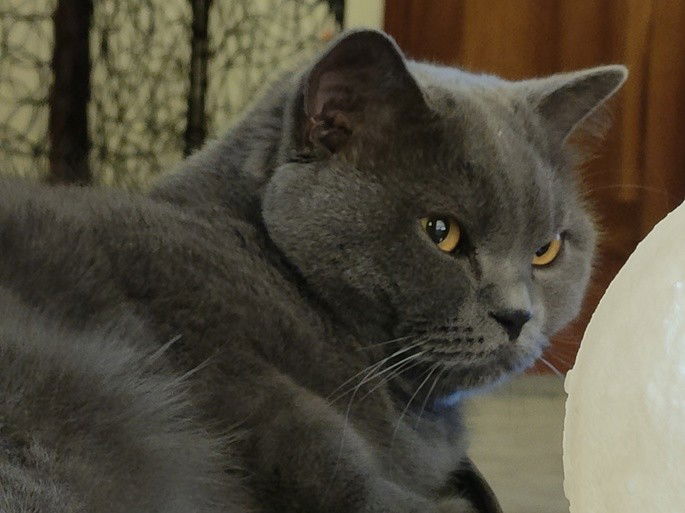 Samsung Galaxy Z Flip3 5G