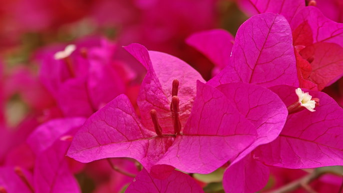 Captado com o OPPO Find X9 Ultra