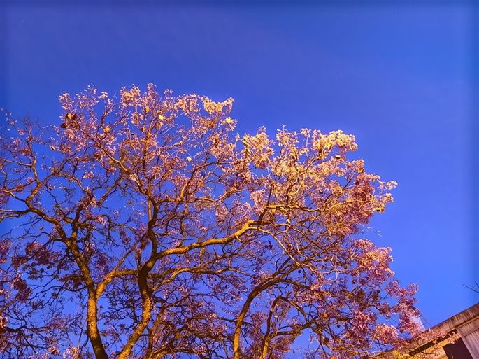 foto árvore