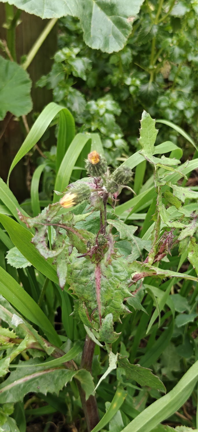 OnePlus 15 Comparativo