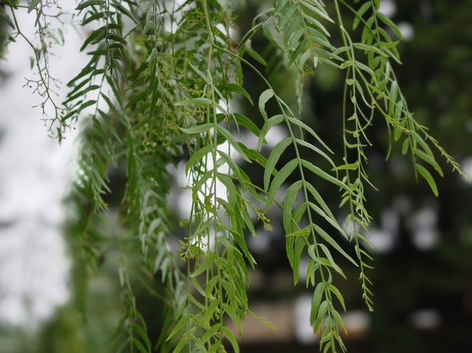 Principal, modo retrato