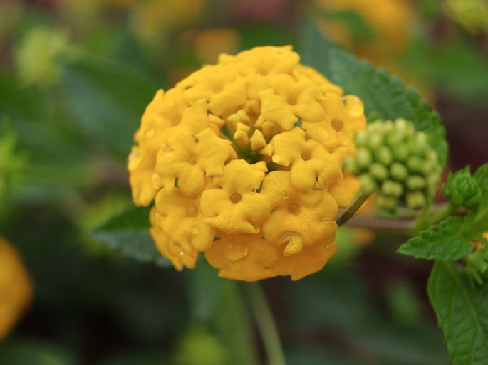 Teleobjetiva, modo retrato, 3x