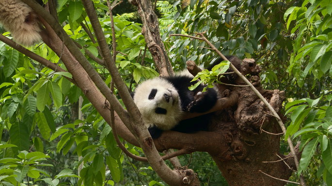 panda