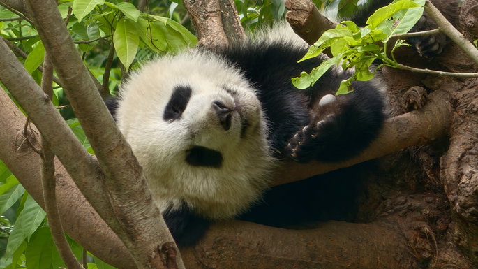 panda