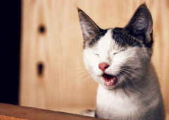 Os gatos lambem os donos e há uma razão para isso: diz a Ciência