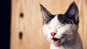 Os gatos são super independentes e há uma razão científica para ser assim