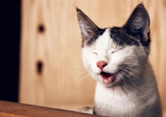 Os gatos são super independentes e há uma razão científica para ser assim