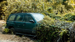 Os seguros automóveis cobrem danos por cheias ou queda de árvores?