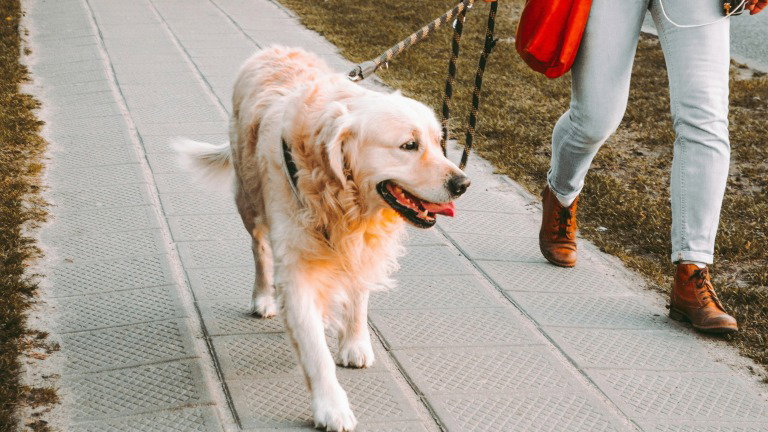 Passeias o cão? Os pormenores obrigatórios com multa até 3700 €