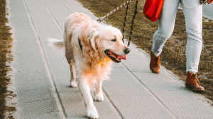 Passeias o cão? Os pormenores obrigatórios com multa até 3700 €