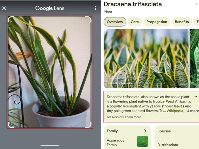 Planta GOogle Lens