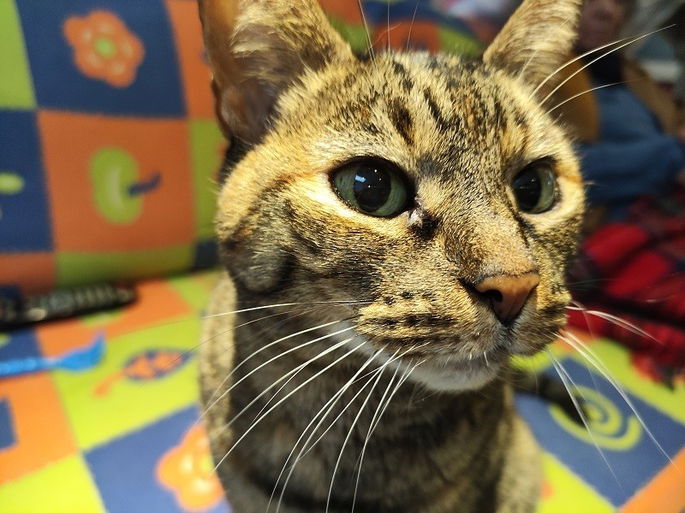 POCO F4 GT foto exemplo 2